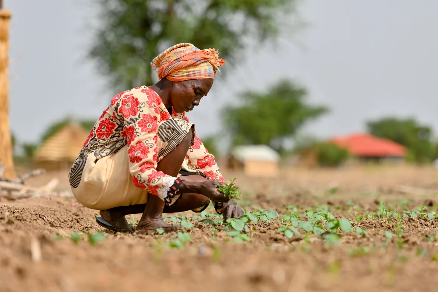 A woman crouches to tend young plants in a bare field, with huts and trees behind her