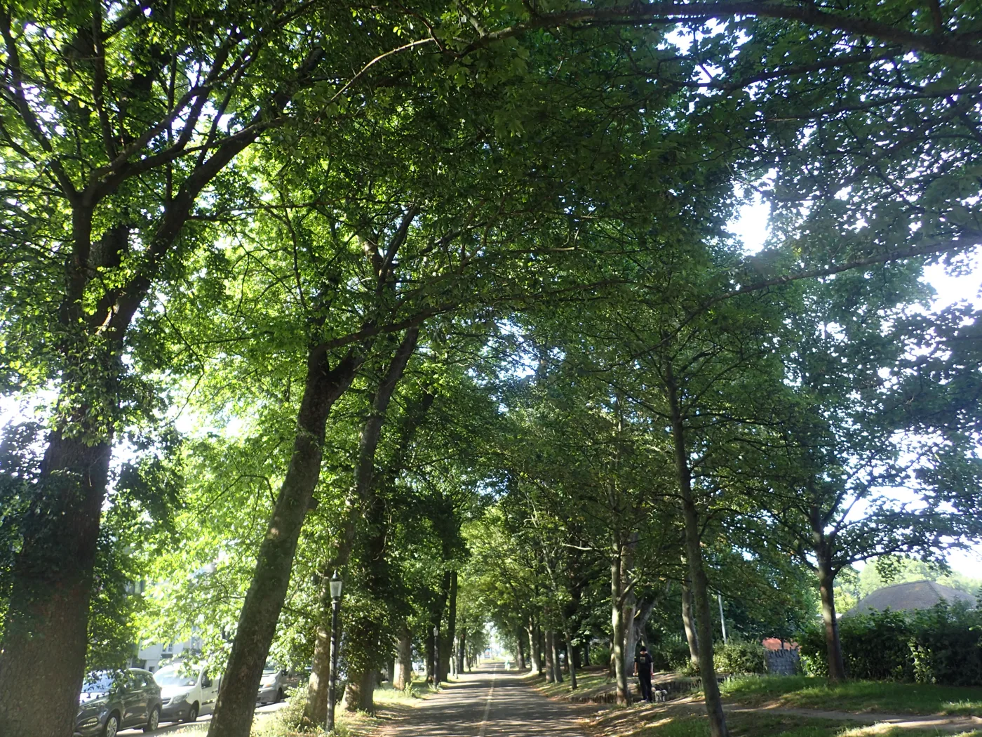 The avenue of elms at The Level in central Brighton, part of the city's National Elm Collection. This week's felling is at Coldean Woods, on the city's northern edge.